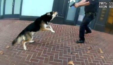 Dozens of dog attacks reported in San Francisco Tenderloin
