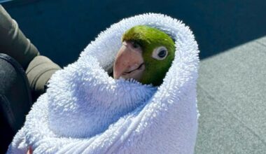 Colorful parrot rescued in San Francisco