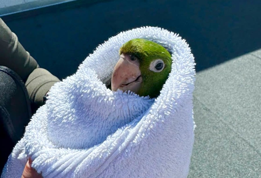 Colorful parrot rescued in San Francisco