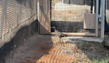 Two endangered Ridgway’s rails to be released in San Diego