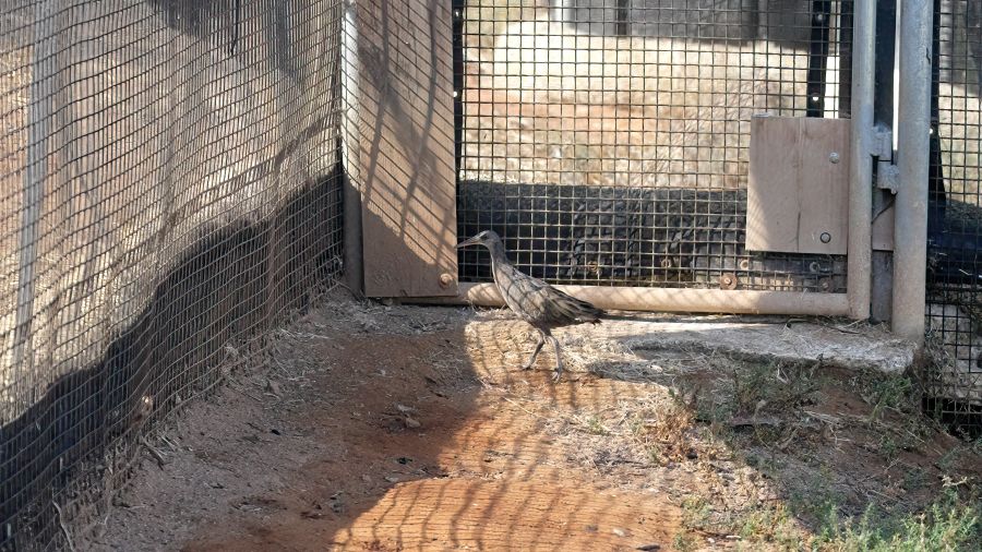 Two endangered Ridgway’s rails to be released in San Diego