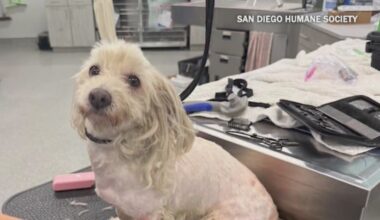 San Diego Humane Society reunites owners with lost dog after nearly 3 years