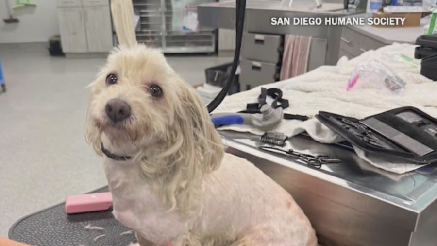 San Diego Humane Society reunites owners with lost dog after nearly 3 years