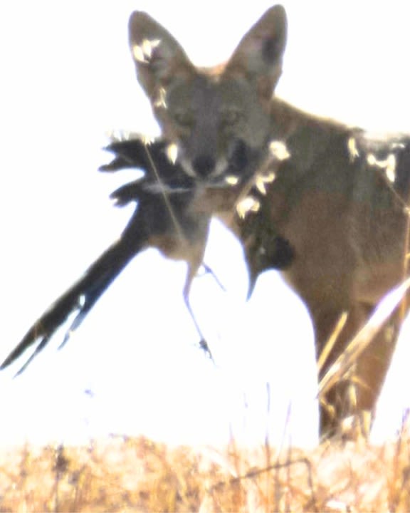 Rare, real-life coyote and roadrunner encounter captured in Southern California