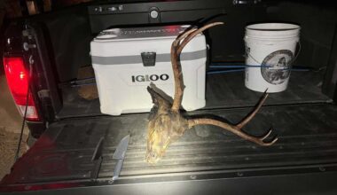 2 arrested for illegally trapping California deer, killing buck with knives and sticks, CDFW says