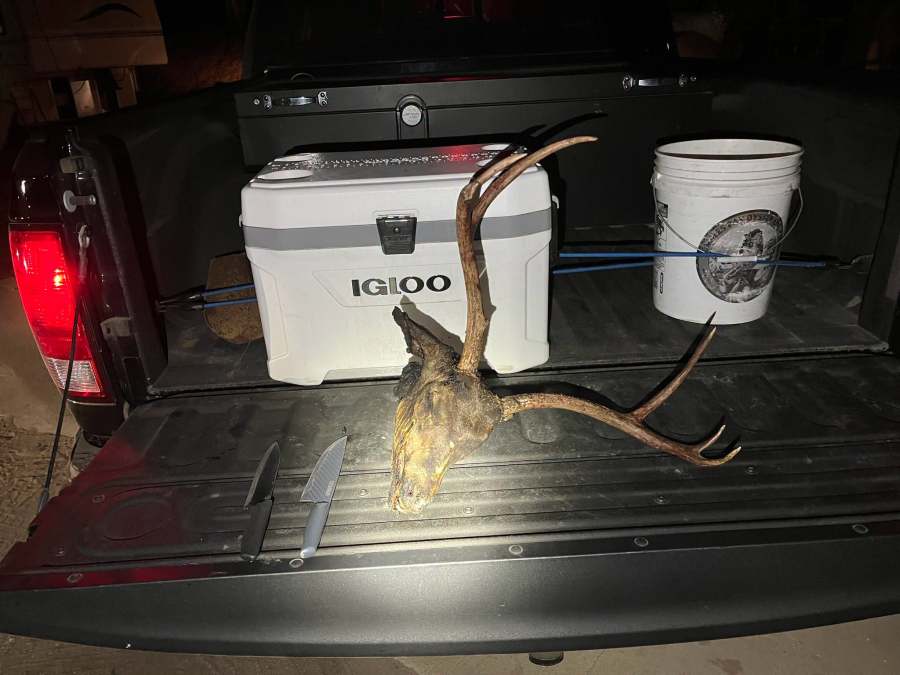 2 arrested for illegally trapping California deer, killing buck with knives and sticks, CDFW says