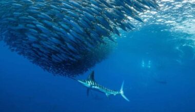 Can you keep rare, warm-water fish caught in California during an El Niño year?