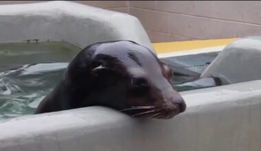 Sick marine mammals are coming ashore along California's coast at alarming rate