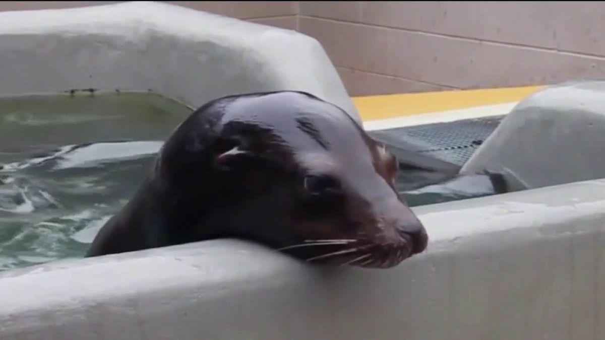 Sick marine mammals are coming ashore along California's coast at alarming rate