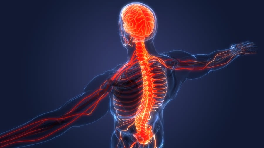 Bodies – The Science Within: An exhibition about the human body comes to Sacramento