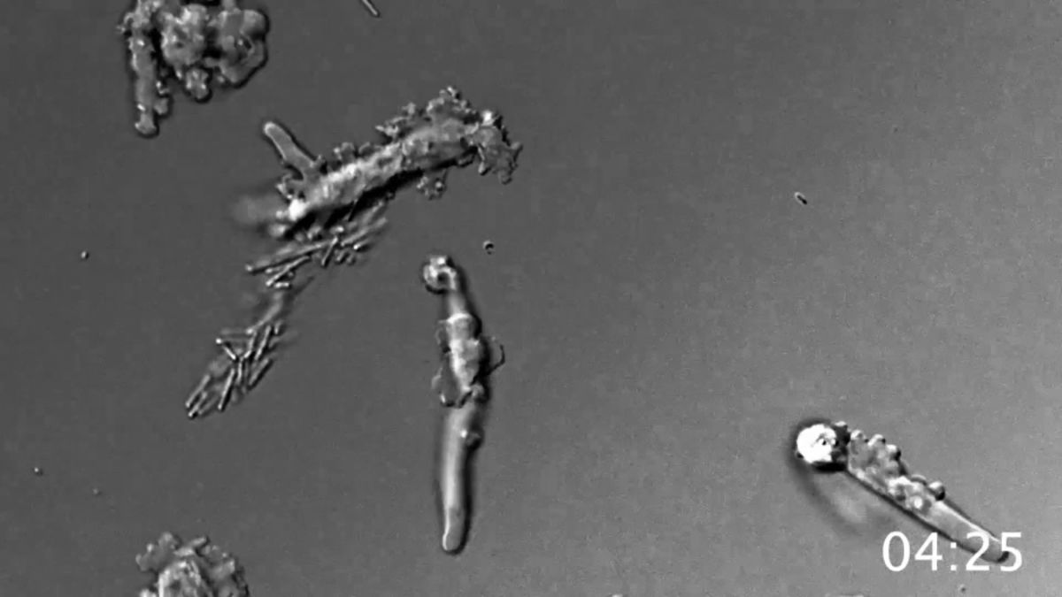 Amoeba that broke complex life’s heat record discovered in Northern California hot spring