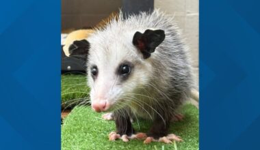 Meet Dill: Sacramento Zoo caring for opossum once kept as illegal pet