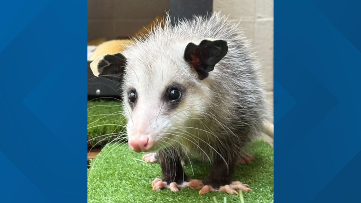 Meet Dill: Sacramento Zoo caring for opossum once kept as illegal pet