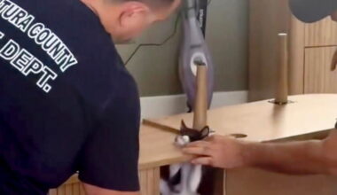 California firefighters, a trapped kitten and a collective 'aww' from the internet