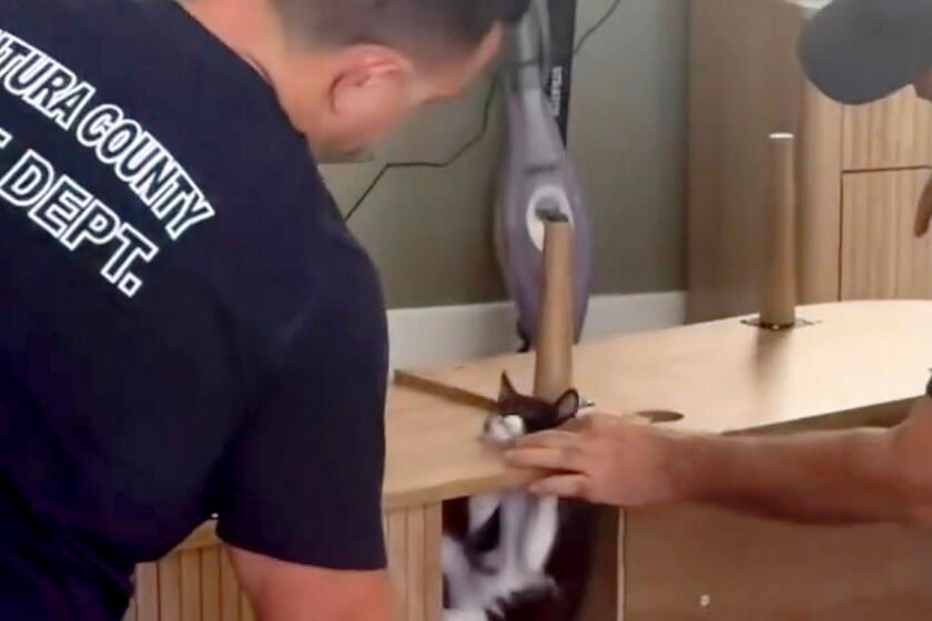 California firefighters, a trapped kitten and a collective 'aww' from the internet