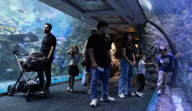 Long Beach aquarium takes in at least 500 animals rescued from wildlife traffickers
