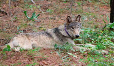 Rare sighting of endangered gray wolf in Lake County brings hope of California comeback