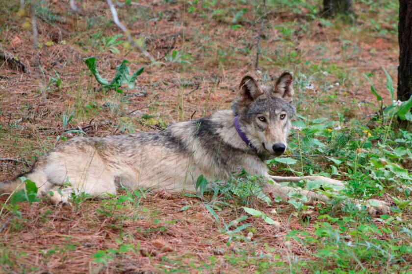 Rare sighting of endangered gray wolf in Lake County brings hope of California comeback