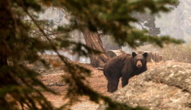 Pooch gives life trying to save California couple during bear attack
