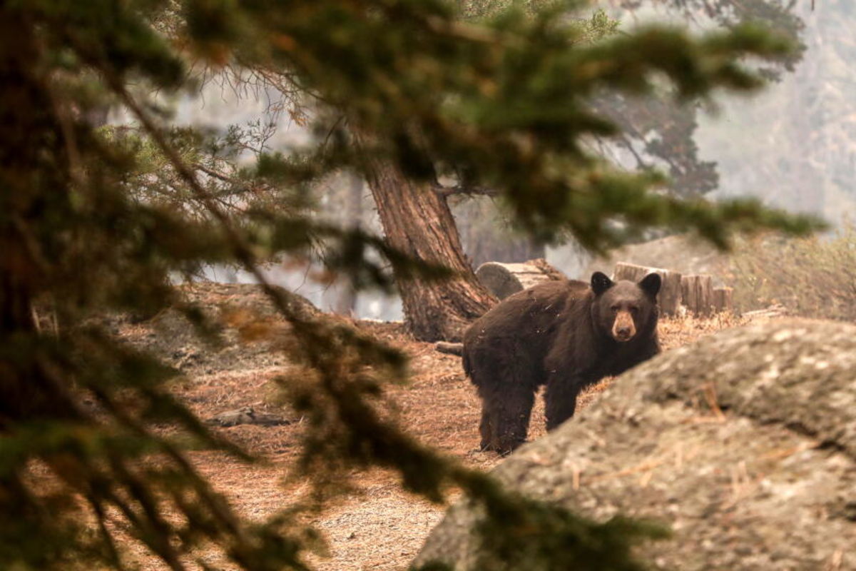 Pooch gives life trying to save California couple during bear attack