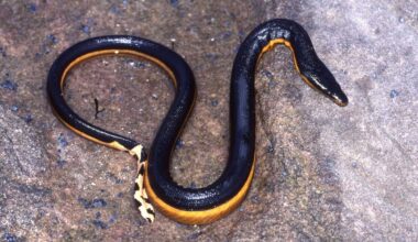 California Beachgoer Accidentally Captures ‘Very Venomous’ Rare Sea Snake Before Tossing It Back Into Ocean