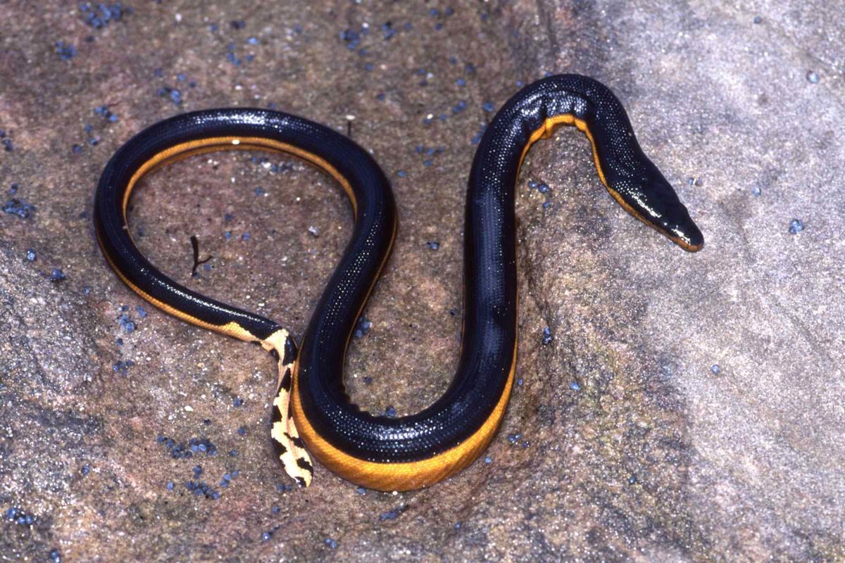 California Beachgoer Accidentally Captures ‘Very Venomous’ Rare Sea Snake Before Tossing It Back Into Ocean