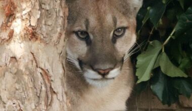 Watch a Mountain Lion Charge at Officials in San Francisco: Shocking Video Inside