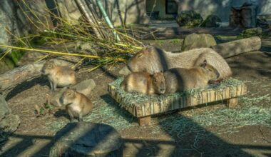 Sacramento City Council to consider allowing zoo expansion in Land Park