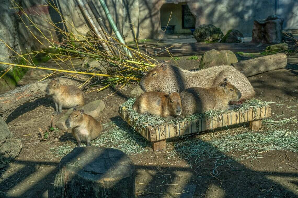 Sacramento City Council to consider allowing zoo expansion in Land Park
