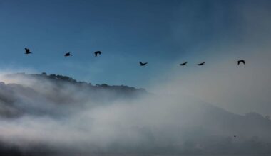 S.F. spared another smoky day as prescribed burn is called off