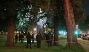Updates: Mountain lion believed to be in a tree in S.F.'s Panhandle