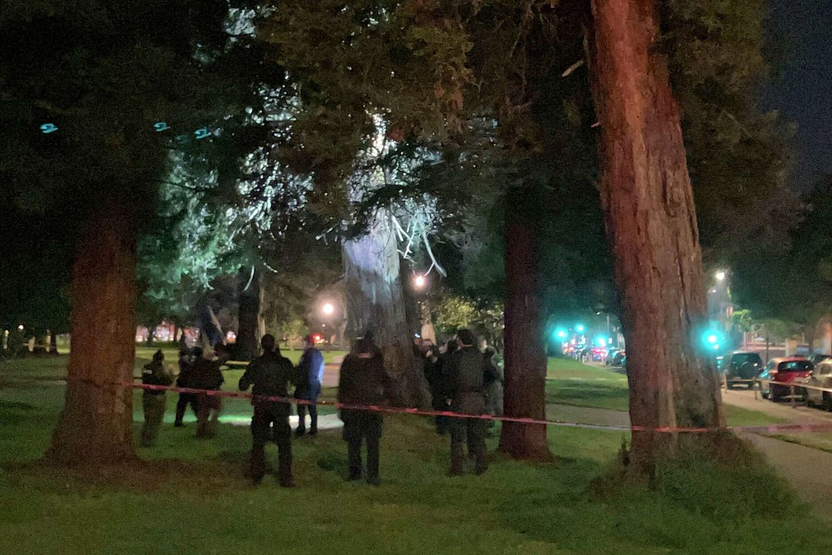 Updates: Mountain lion believed to be in a tree in S.F.'s Panhandle