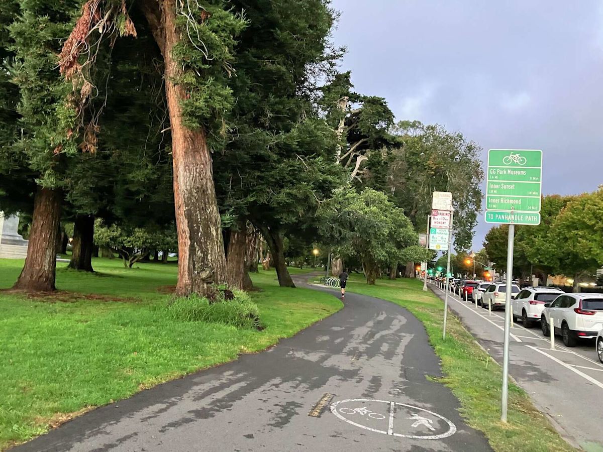 S.F. mountain lion mystery: Where is it now? And how did it get out of the tree?