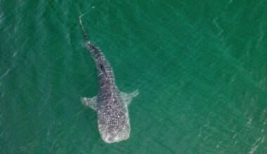 Enormous whale shark filmed swimming up California coast
