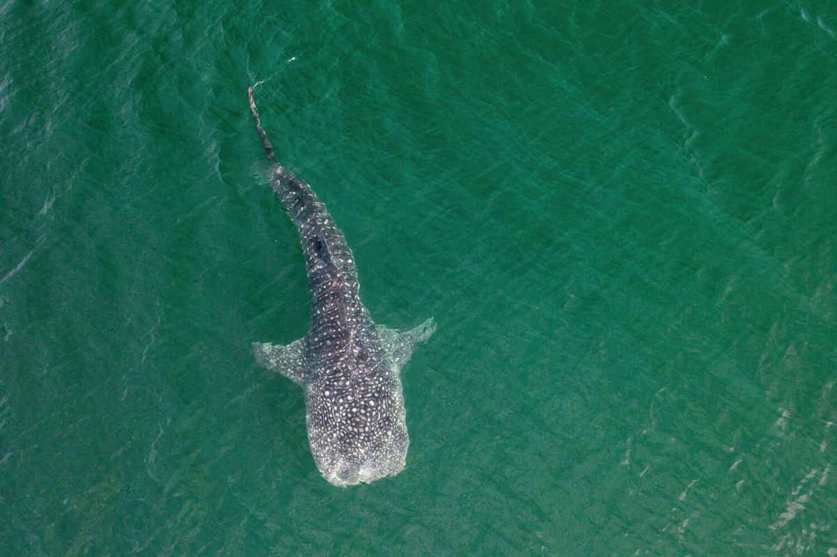 Enormous whale shark filmed swimming up California coast
