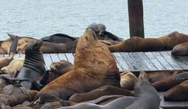 Chonkers imitator appears at San Francisco's Pier 39