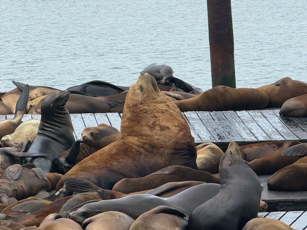 Chonkers imitator appears at San Francisco's Pier 39
