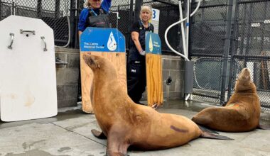 Sick, disoriented sea lions are washing up on California beaches