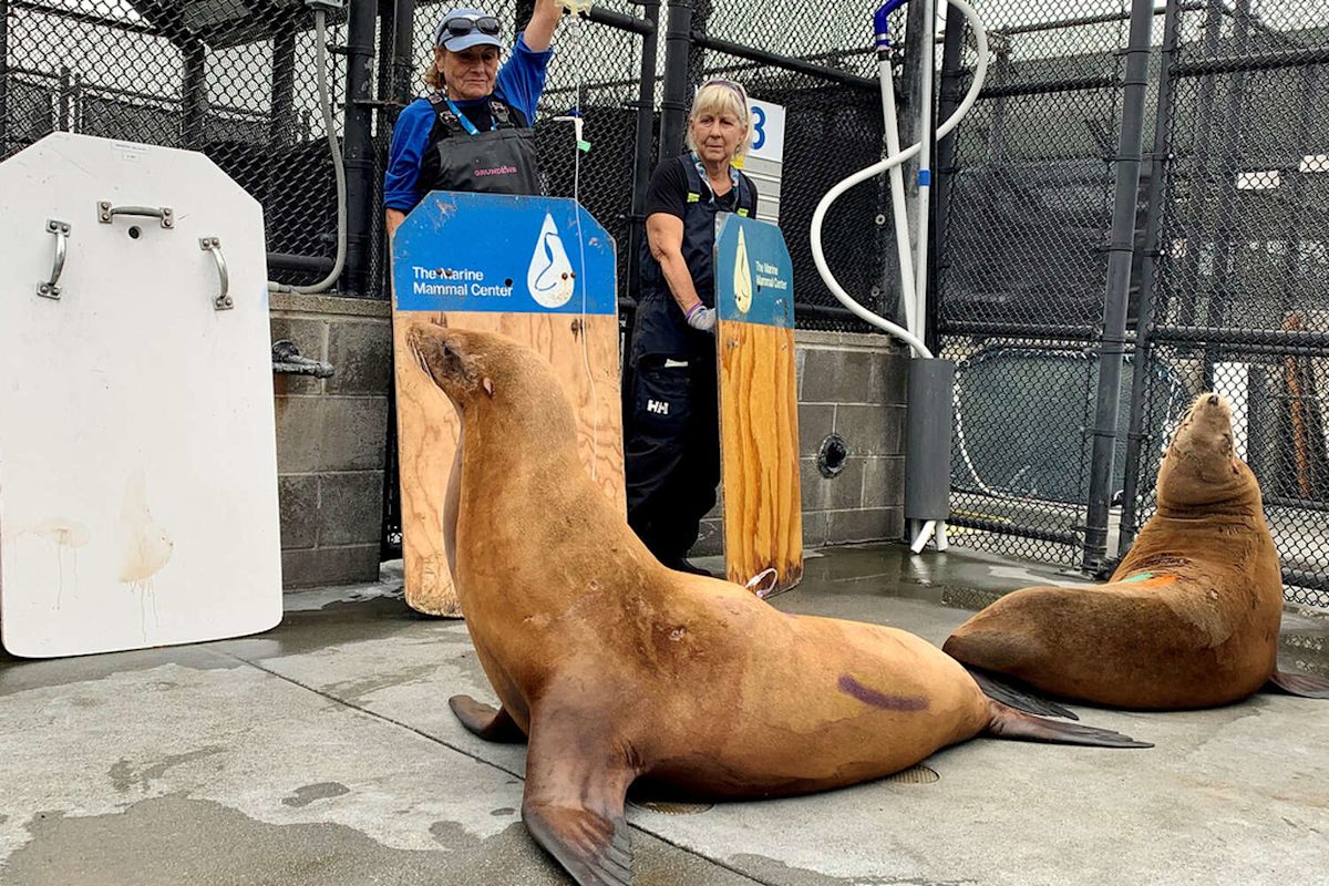 Sick, disoriented sea lions are washing up on California beaches