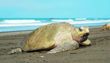 'Unprecedented': Endangered sea turtle lays eggs on California beach for the first time
