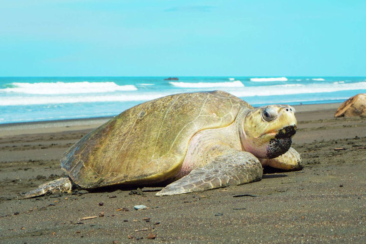 'Unprecedented': Endangered sea turtle lays eggs on California beach for the first time