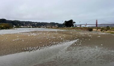 Elegant terns are suddenly all over San Francisco shores