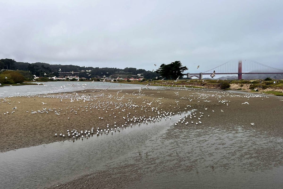 Elegant terns are suddenly all over San Francisco shores