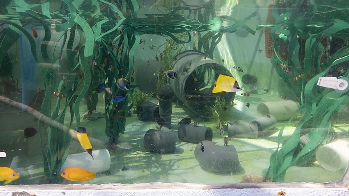 California aquarium works through night after nearly 500 trafficked animals arrive at once