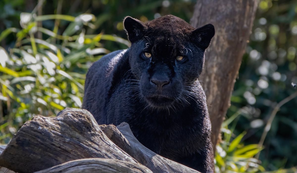 California sanctuary's black jaguar rushed to ER after 2 rattlesnake bites