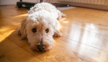 Missing San Diego Maltipoo turns up after nearly 3 years, and a microchip brings him home