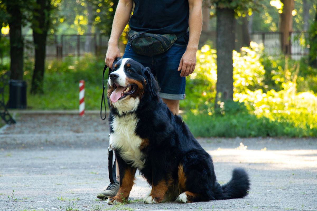 California family says $10,000 dog training stay ended with pet's death, more owners speak out