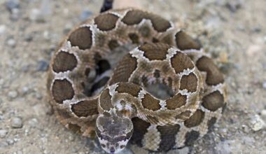 '[It] actually was looking at us:' California heat wave brings rattlesnakes to sand and sidewalks