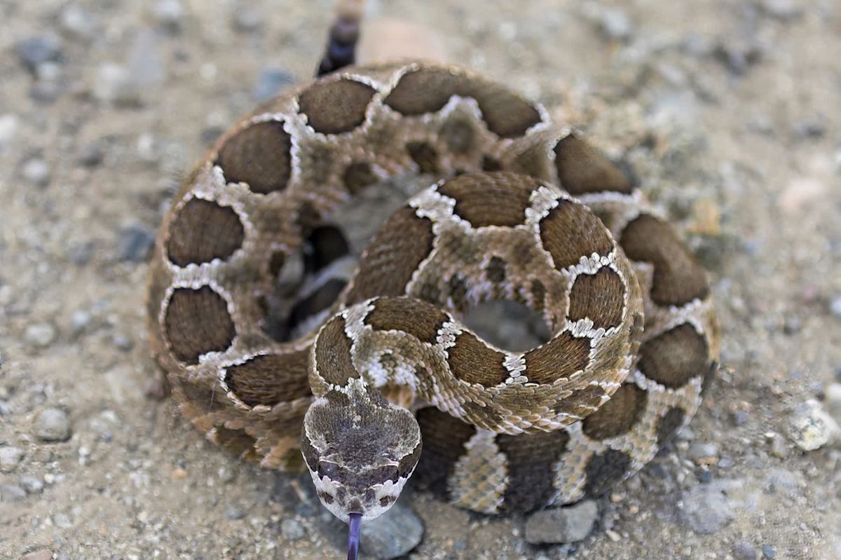 '[It] actually was looking at us:' California heat wave brings rattlesnakes to sand and sidewalks
