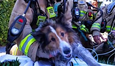 California Sheltie found unconscious in house fire reunites with firefighters who brought him back